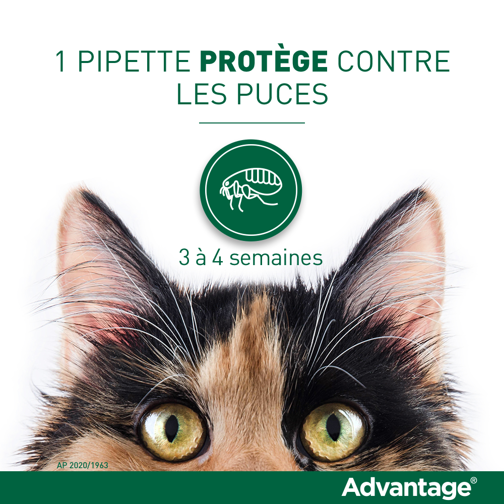 Advantage 80 Elanco Anti Puces Pour Chats Produits Veto