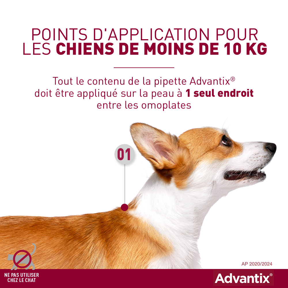 woordenboek Eindeloos Smeren Advantix Anti-vlo Zeer kleine hond 1,5 kg tot 4 kg - 4 P - ELANCO