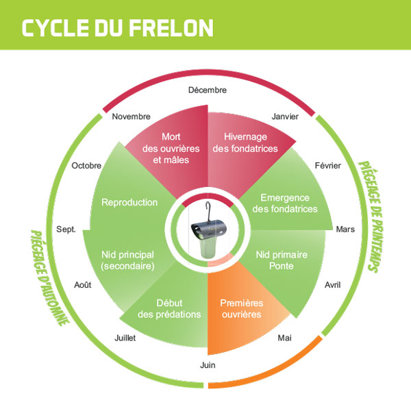 Cycle du frelon asiatique - Produits-veto.com