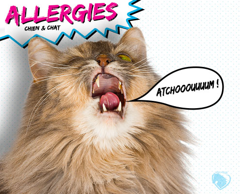 Alergias en perros y gatos - Imagen en miniatura - Produits-veto.com
